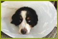 How Much Does It Cost to Neuter a Dog?